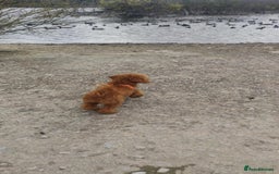 Toy Poodle dogs for sale: Red Toy poodle 7month Kc - Image 5
