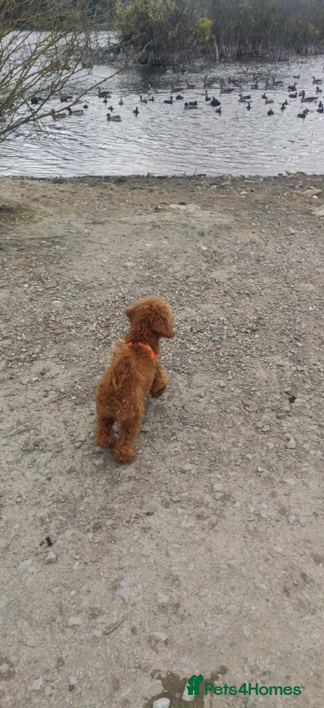 Toy Poodle dogs for sale: Red Toy poodle 7month Kc - Image 5