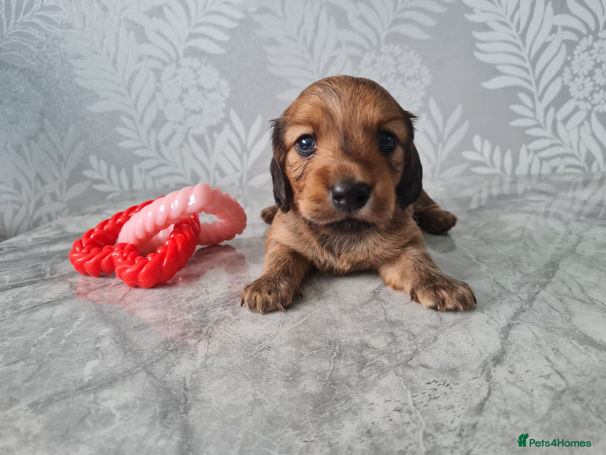 Dachshund dogs Pra clear 5 beautiful LH Dachshund puppies💗💗💗 - Advert 11