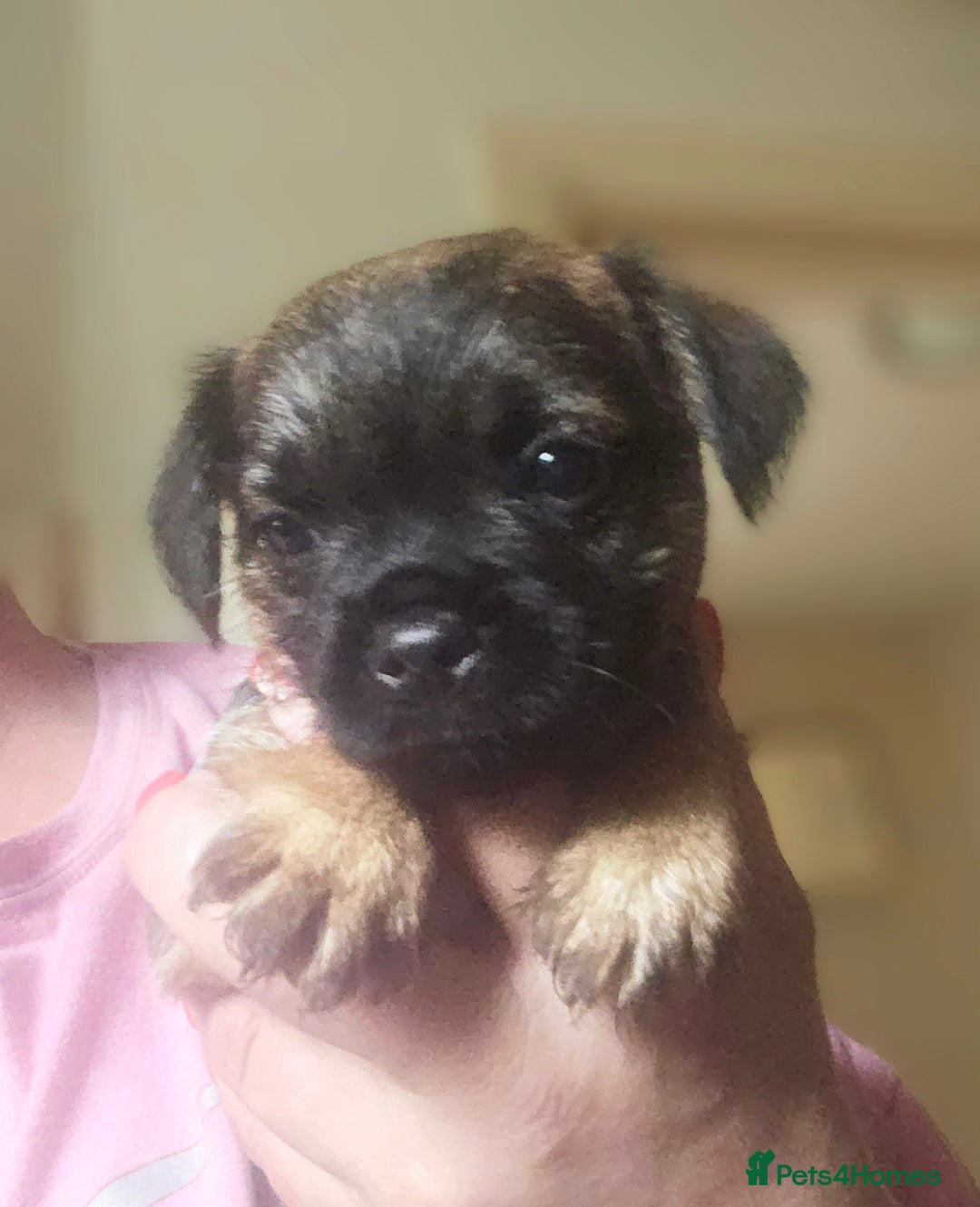 Border Terrier dogs for sale: The best border terriers - Image 14