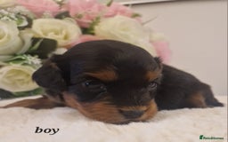 Doxiepoo dogs for sale: Daxipoo  - Image 16