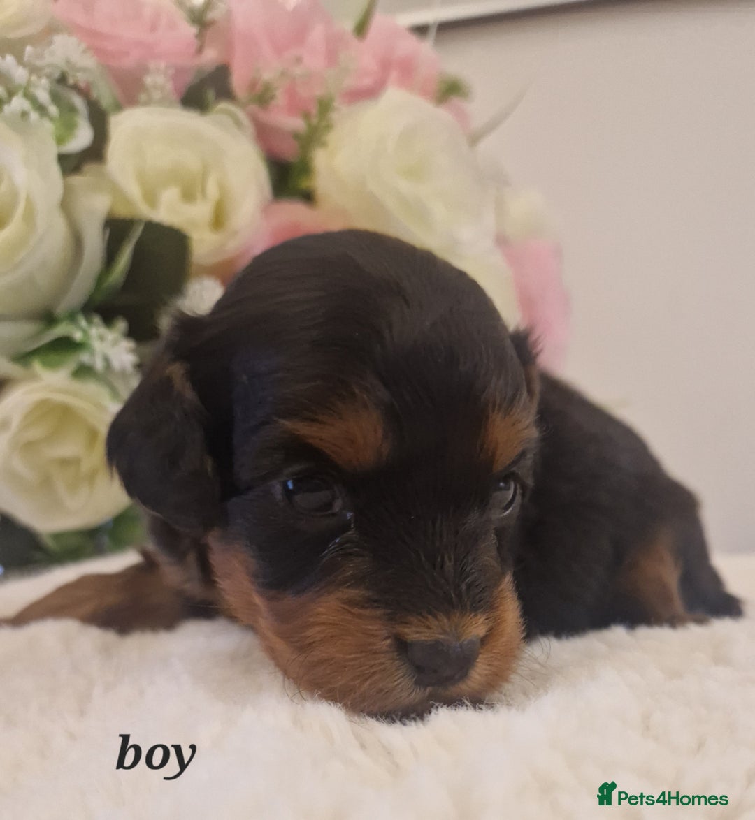 Doxiepoo dogs for sale: Daxipoo  - Image 16