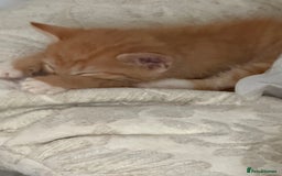 Bengal cats for sale: Bengal cross kittens  - Image 7