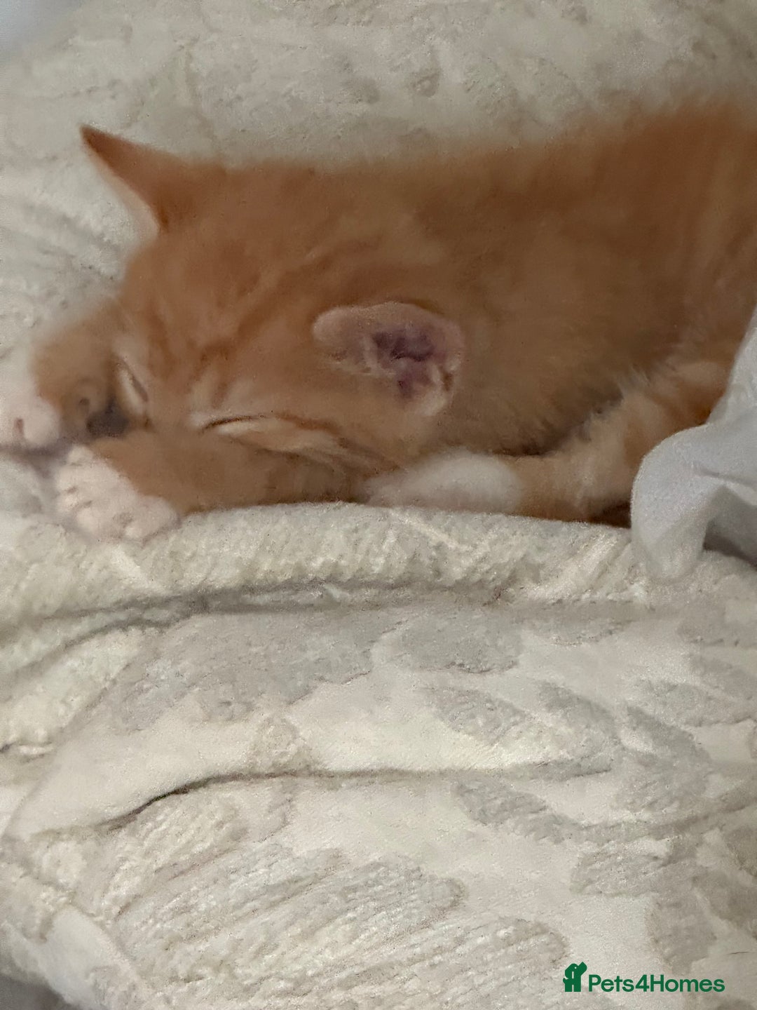 Bengal cats for sale: Bengal cross kittens  - Image 7
