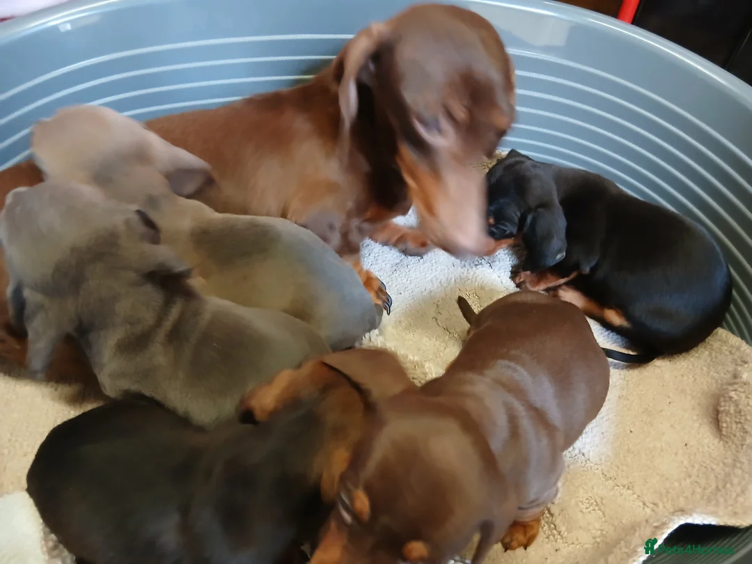 Dachshund dogs for sale: Ready to leave Beautiful dachshund puppies  - Advert 12