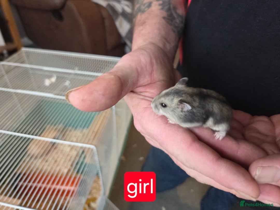 Hamster rodents for sale: Russian dwarf hamsters - Advert 6