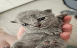 British Shorthair cats for sale: British Shorthair x Scottish Fold - Image 13