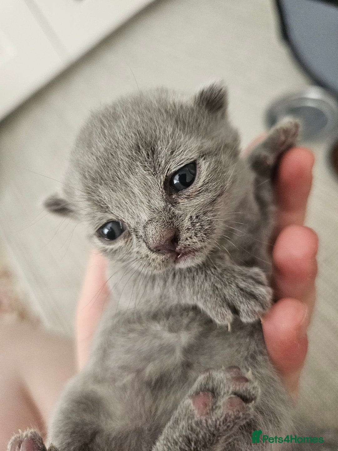 British Shorthair cats for sale: British Shorthair x Scottish Fold - Image 13