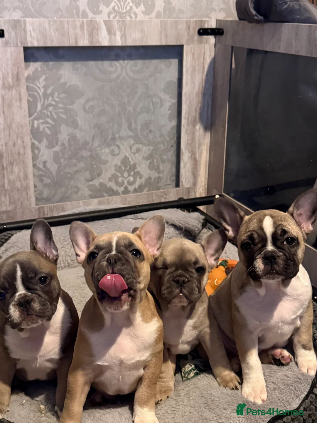French Bulldog dogs for sale: 3 beautiful French bulldog puppies - Advert 10