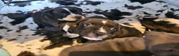 Mixed Breed dogs for sale: Boy and girl, staffy x American bulldog for sale in Huddersfield - Advert 1