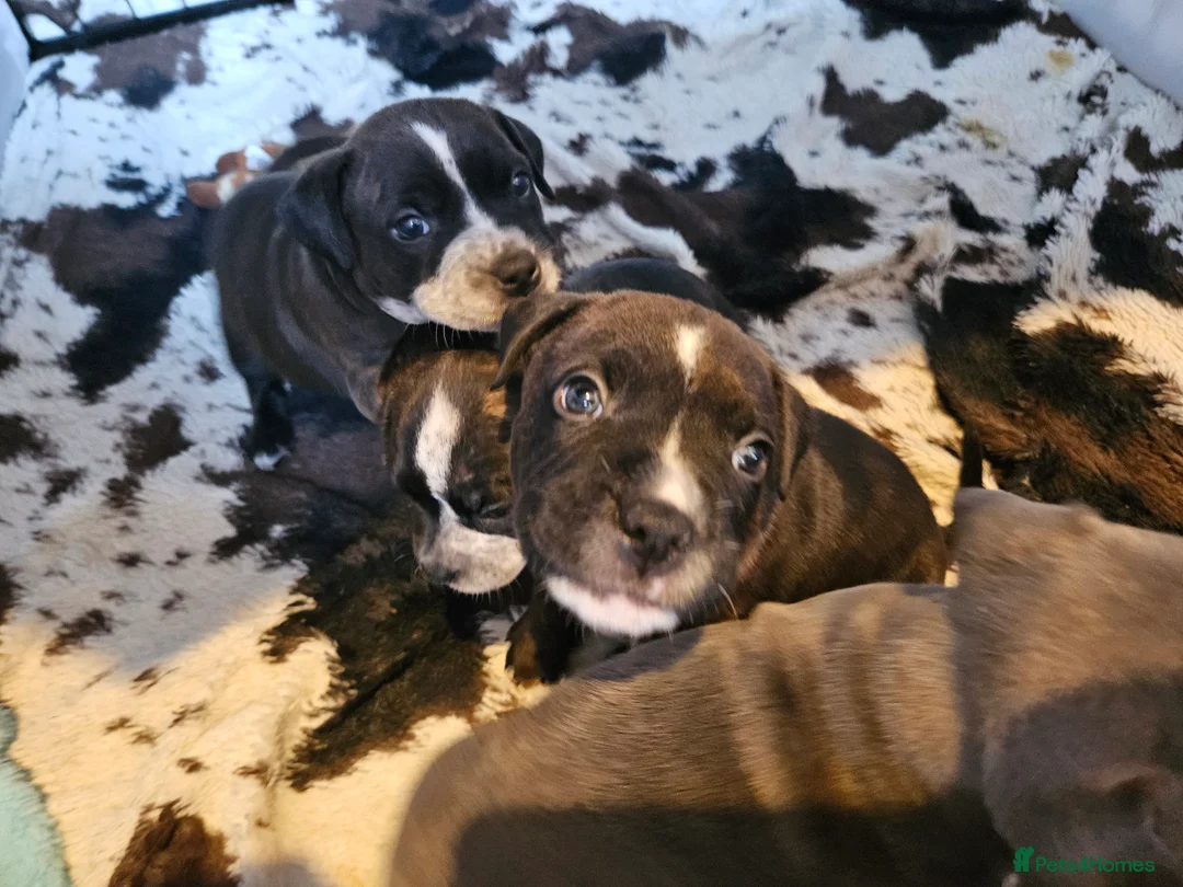 Mixed Breed dogs for sale: Boy and girl, staffy x American bulldog for sale in Huddersfield - Advert 1