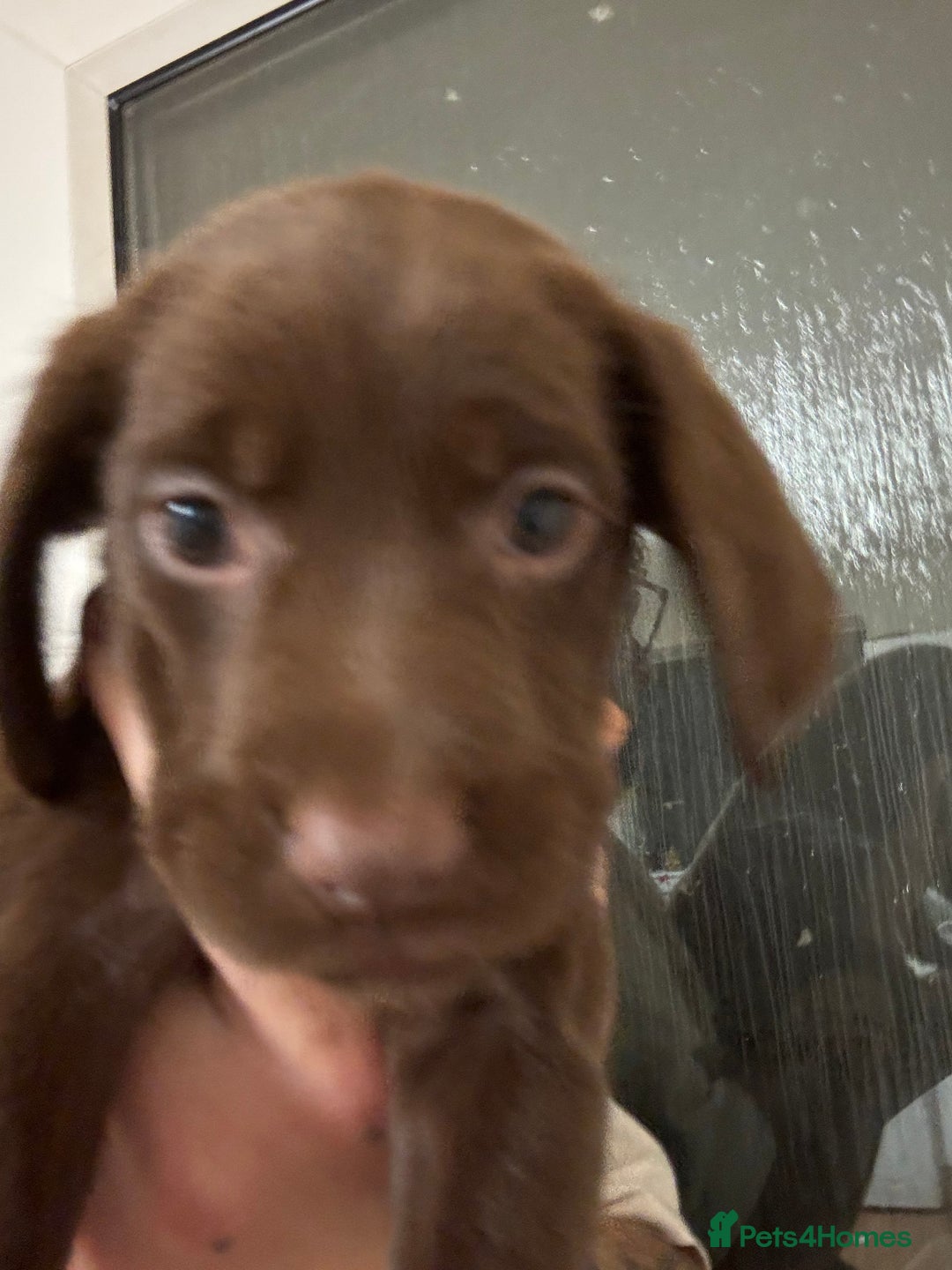 Springador dogs for sale: 9 Beautiful Springador Puppies - Image 3