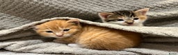 Domestic Shorthair cats for sale: Two male ginger, One female cali kittens - Advert 6