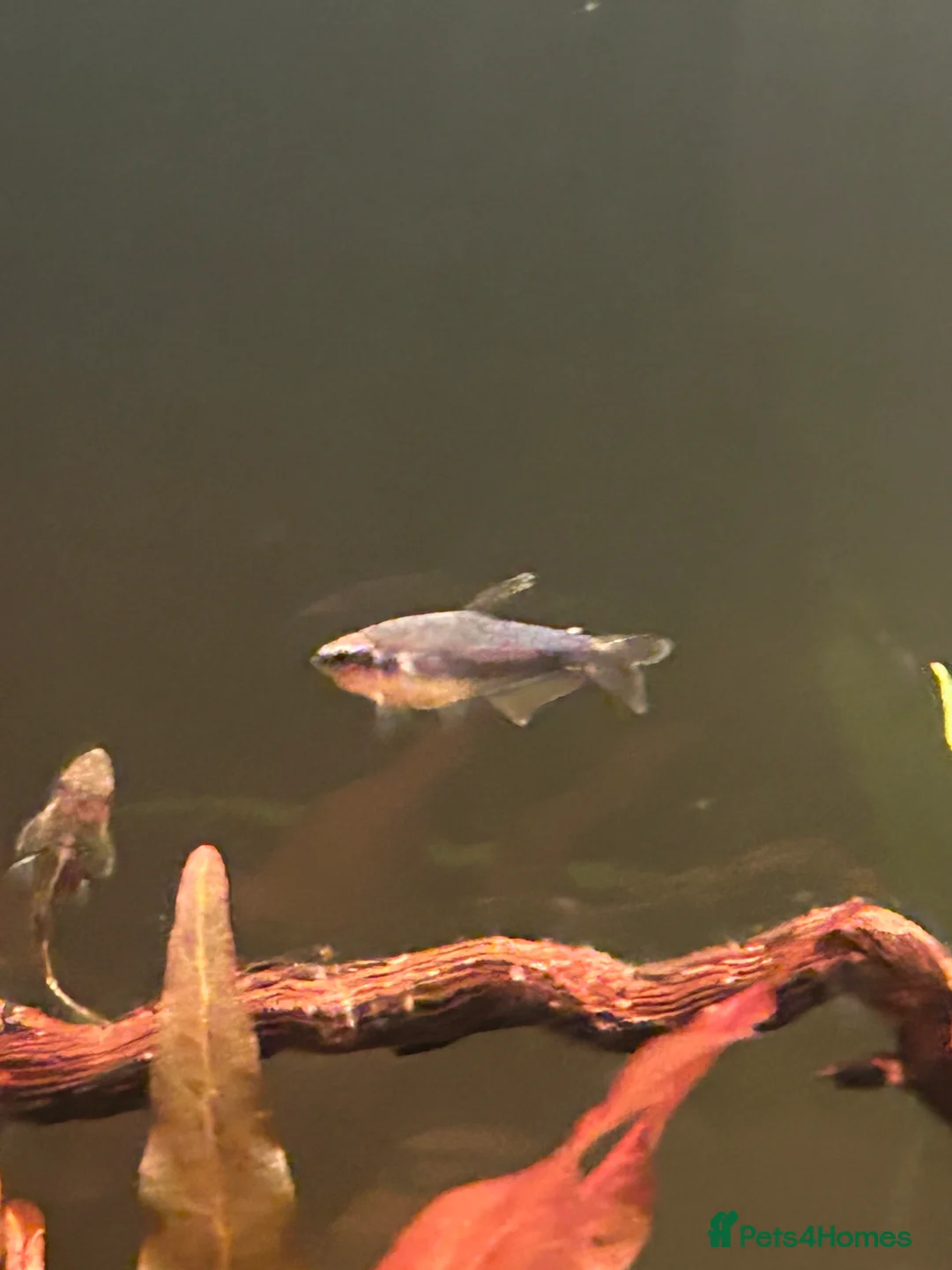 Tetras fish for sale: X5 Blue Emperor Tetra - Advert 3
