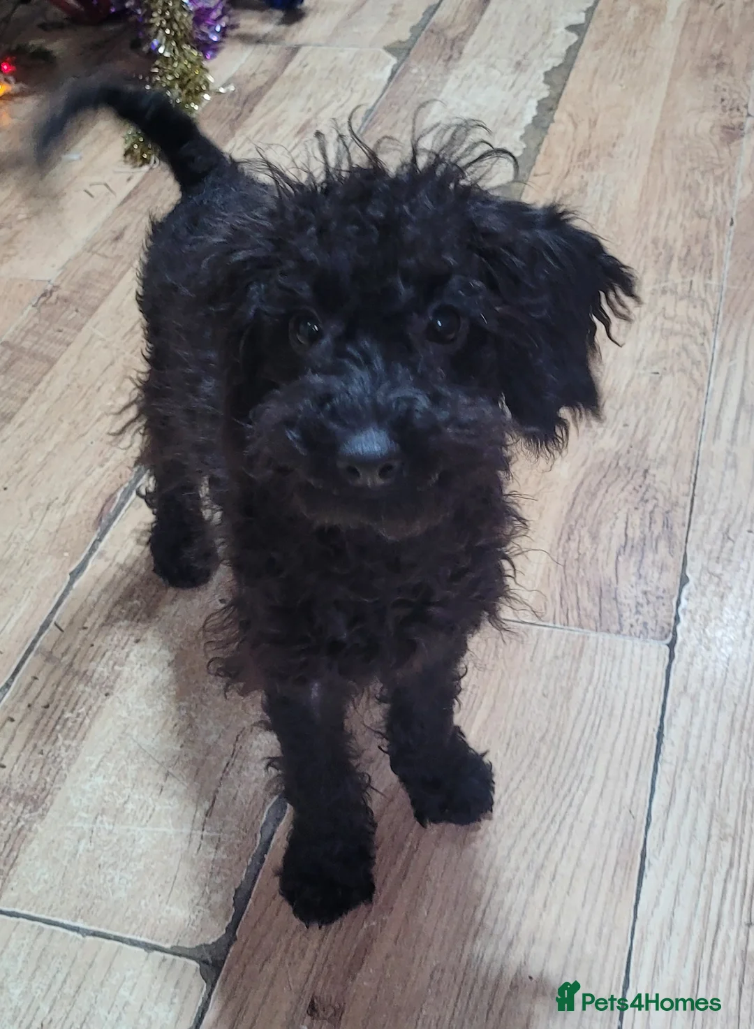 Labradoodle dogs for sale: Labradoodle puppies - Advert 30