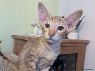 Oriental cats - Advert 1