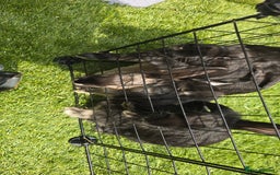 Dwarf Lop rabbits for sale: 9 Dwarf lop Rabbits ready for a new home - Image 23