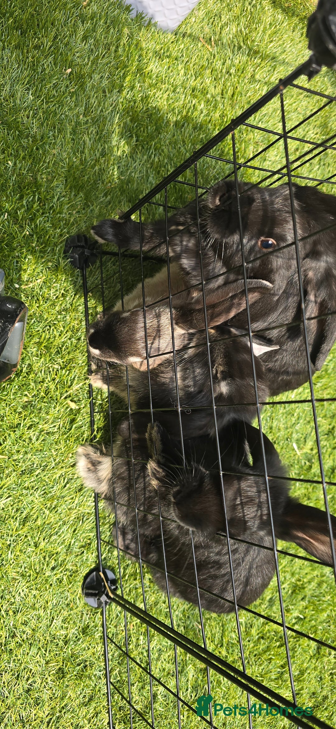 Dwarf Lop rabbits for sale: 9 Dwarf lop Rabbits ready for a new home - Image 23