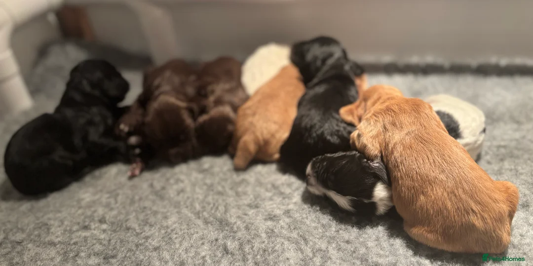 Cocker Spaniel dogs for sale: Working Cocker Spaniel Puppies Roan, Choc & Golden in Chard - Advert 2