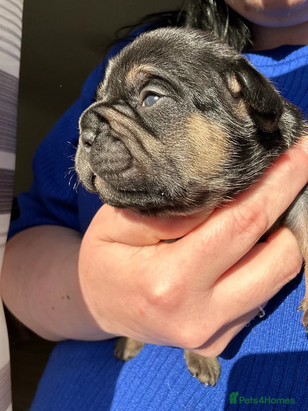 French Bulldog dogs for stud: Hector Starfex in Leigh - Advert 16