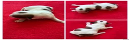 Havanese dogs for sale: Pure KC Havanese from 5 star licensed breeder  - Advert 10