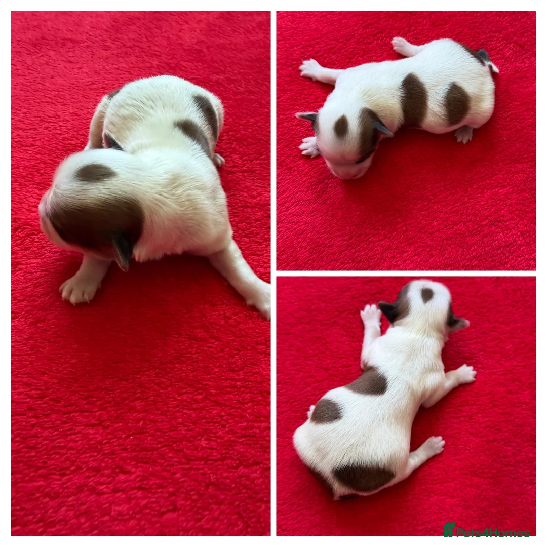 Havanese dogs for sale: Pure KC Havanese from 5 star licensed breeder  - Advert 10