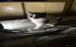 Mixed Breed cats for sale: 4 beautiful male kittens needing homes - Image 11