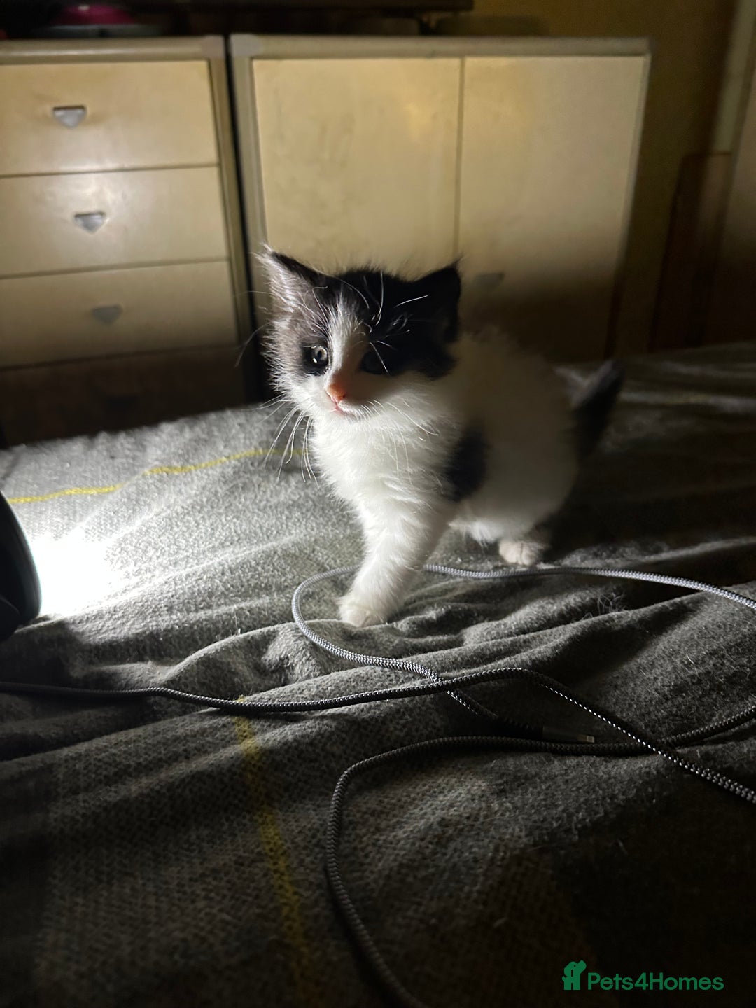 Mixed Breed cats for sale: 4 beautiful male kittens needing homes - Image 11