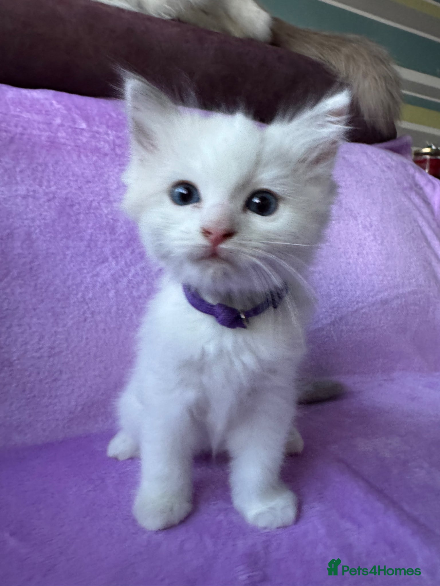 Ragdoll cats for sale: Beautiful Purebred Ragdoll Kittens - Advert 2