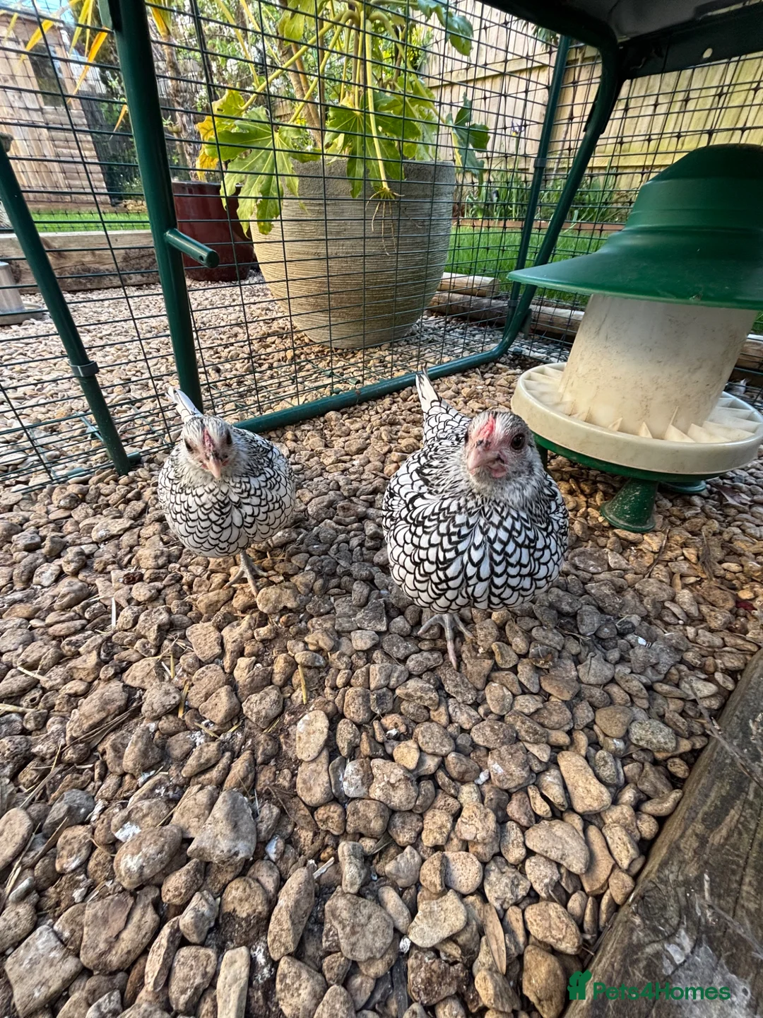 Chickens poultry for sale: 2 Stunning Silver Seabright pullets - Advert 8