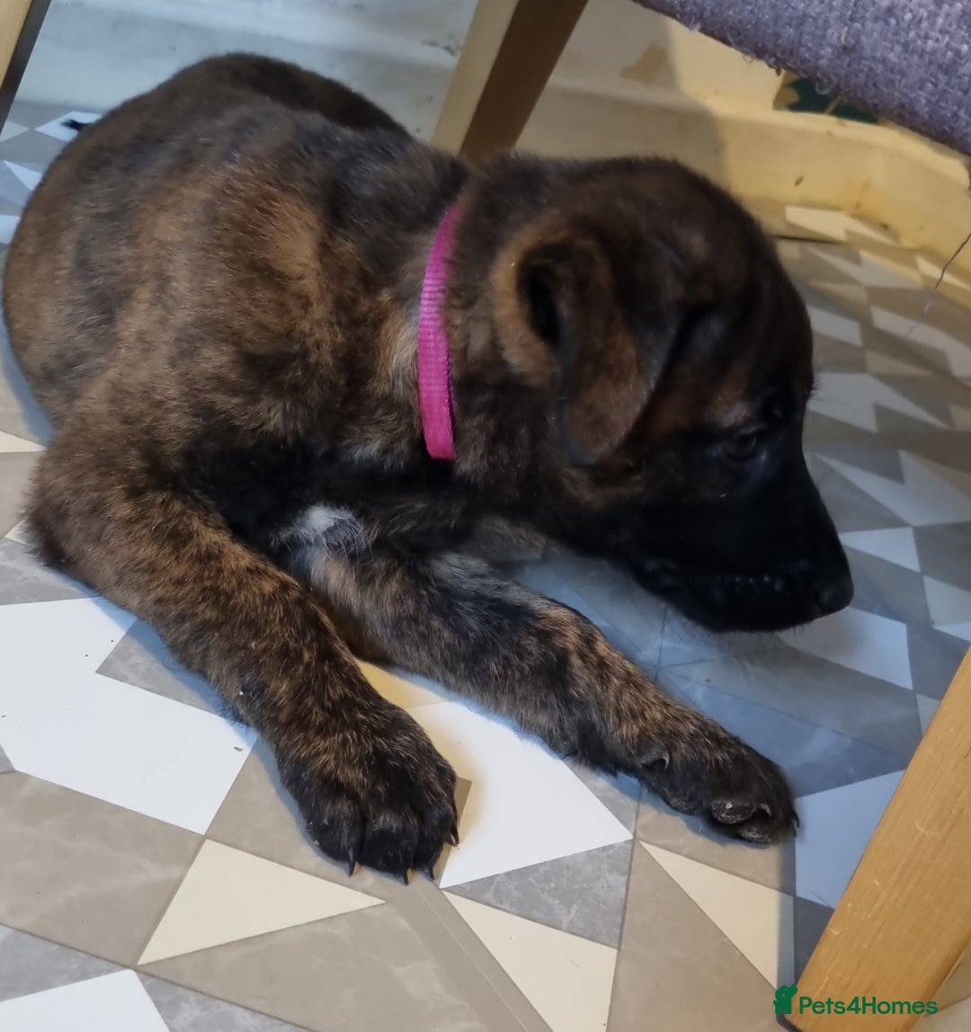 Belgian Shepherd Dog dogs for sale: READY TO GO Mother is Dutch Herder x Malinois  - Advert 9