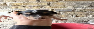 Jack Russell Puppy 1