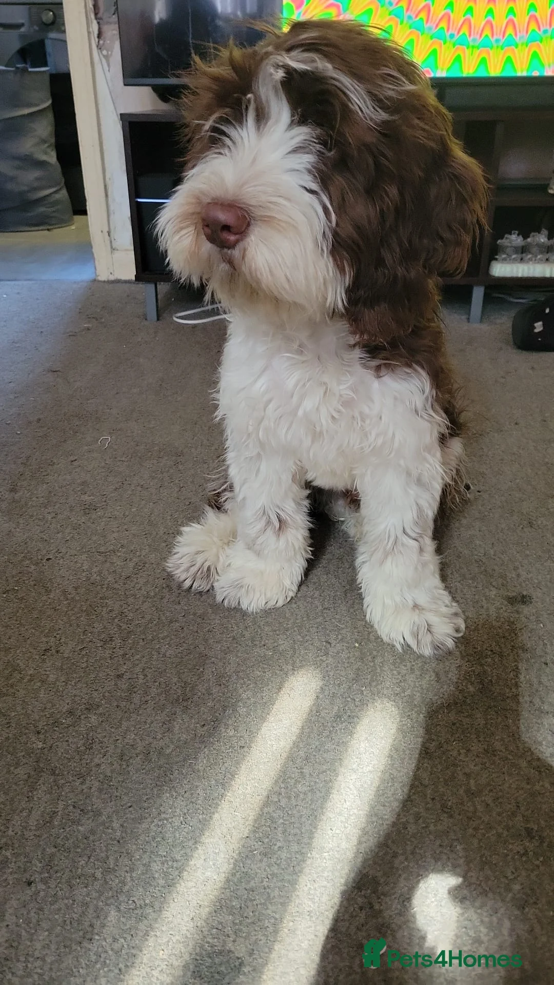 Cockapoo dogs for sale: Male Cockapoo Puppy - Advert 7