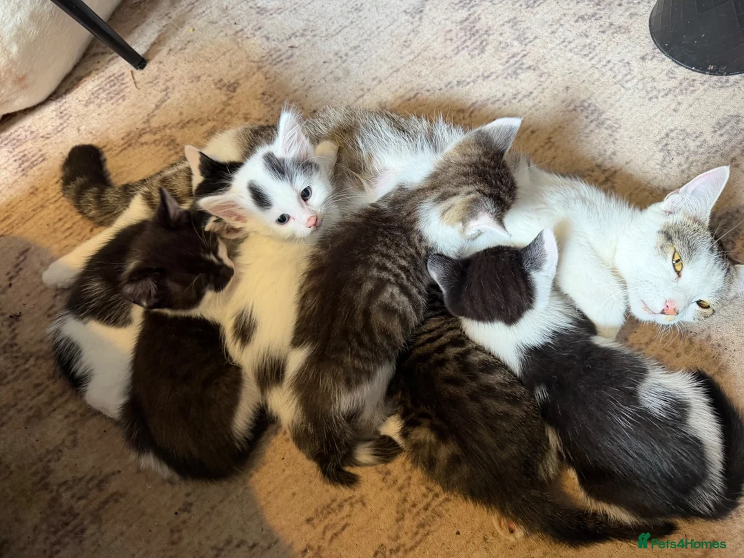 Mixed Breed cats for sale: 3 x Black & white kittens, 1 x boy, 2 x girl in Port Talbot - Advert 1