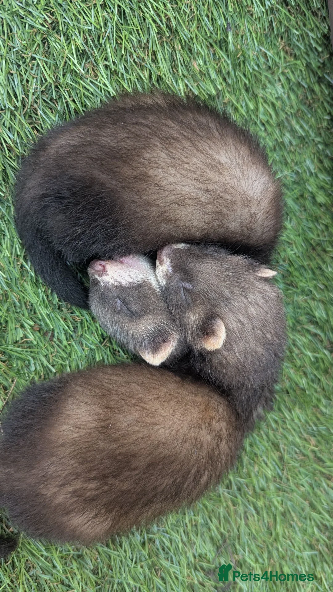 Ferret rodents for sale: Ferret kits  in Bridgend - Advert 5