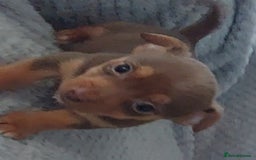 Jack Russell dogs for sale: Miniature jack Russell pups - Image 3