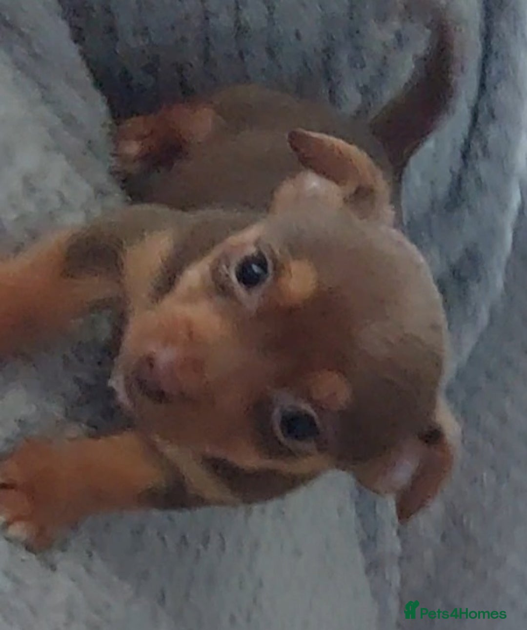 Jack Russell dogs for sale: Miniature jack Russell pups - Image 3