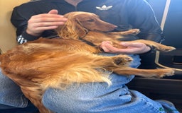 Mixed Breed dogs for sale: 10 month old cocker spaniel X red setter. - Image 4