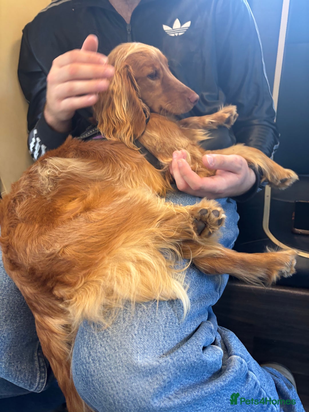 Mixed Breed dogs for sale: 10 month old cocker spaniel X red setter. - Image 4