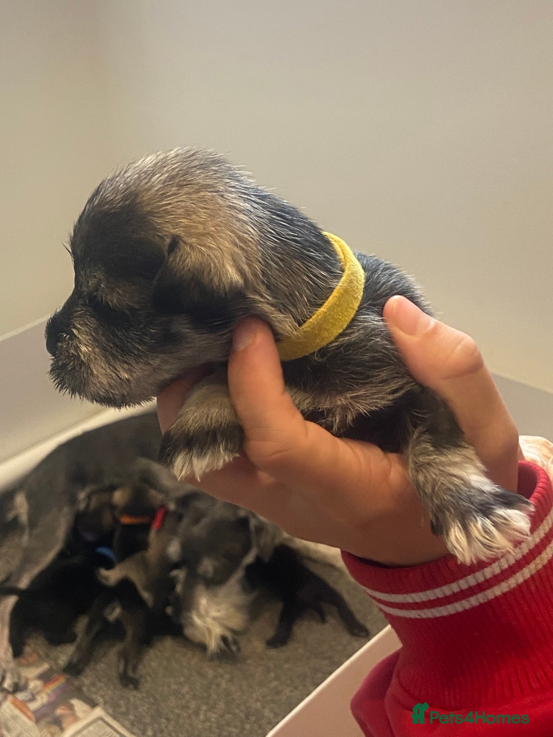 Miniature Schnauzer dogs for sale:  black Miniature schnauzer girl pup kc reg - Image 6