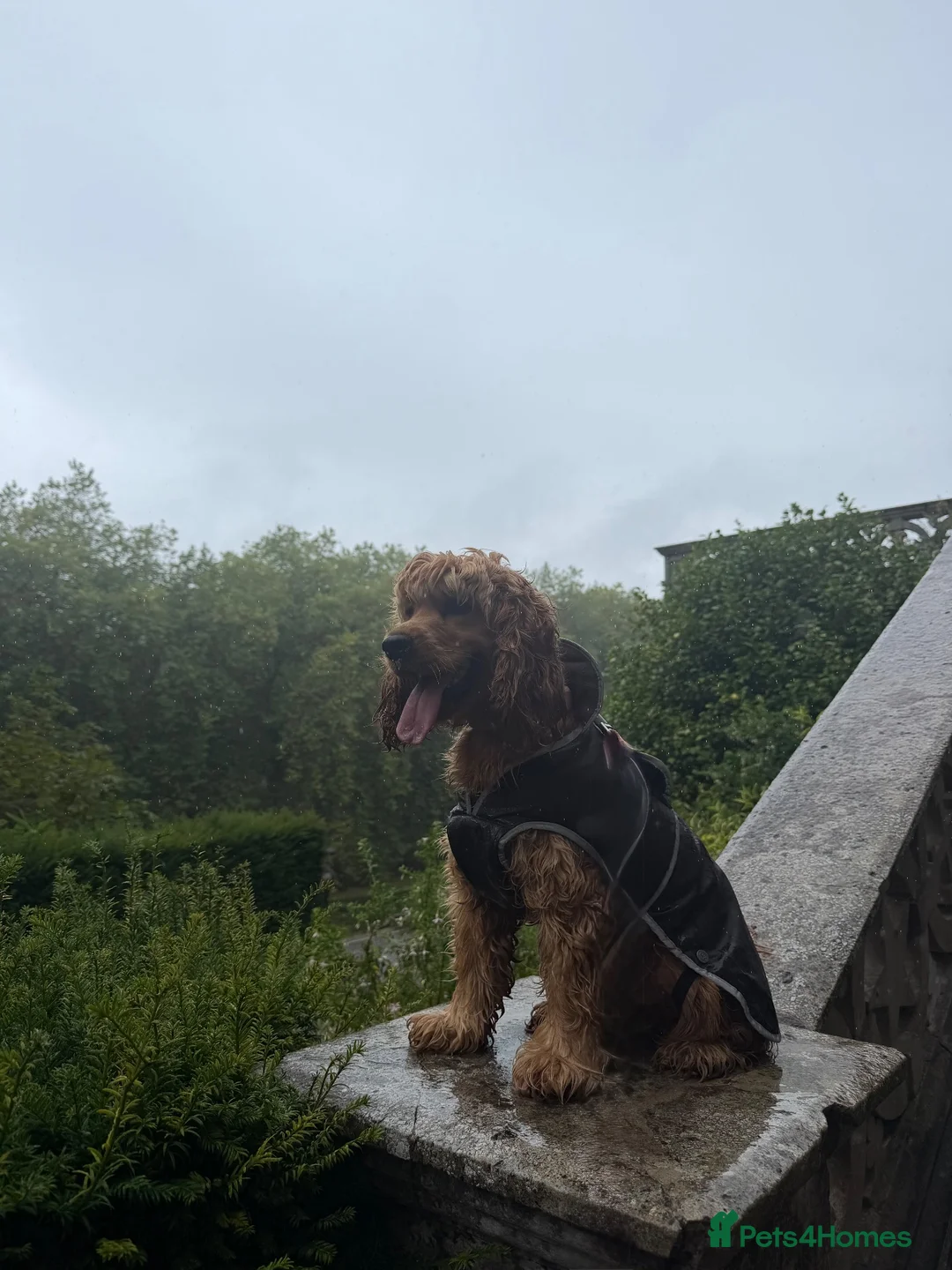 Cocker Spaniel dogs for sale: Kc reg cocker spaniel - Advert 2