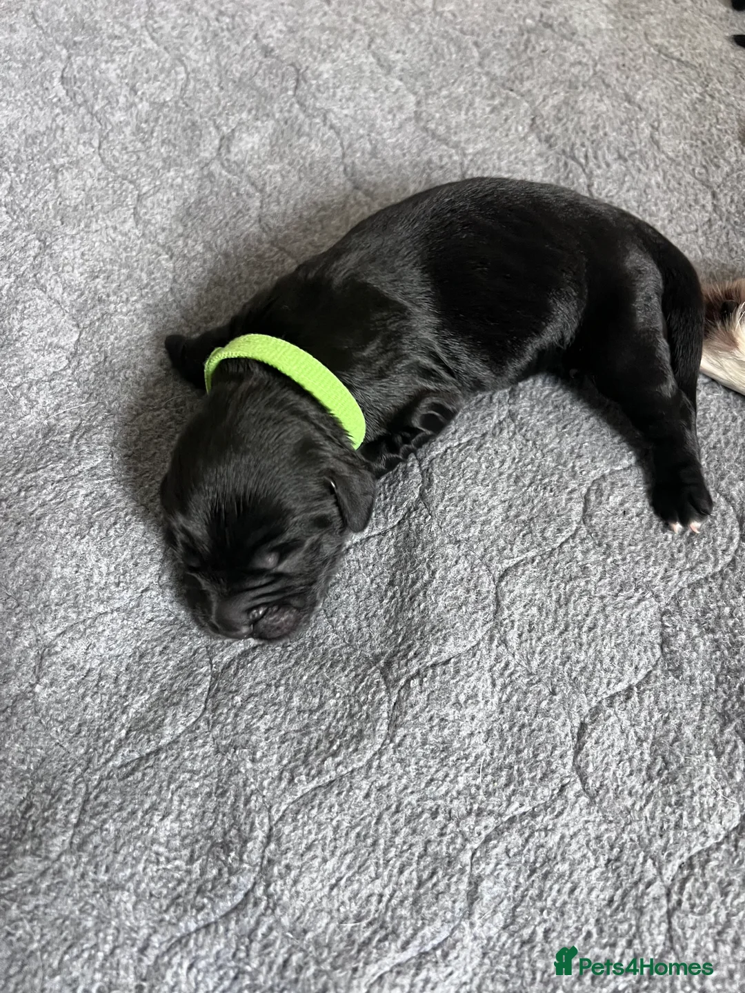 Sprocker dogs for sale: Adorable Sprocker Spaniel puppies Leeds - Advert 14