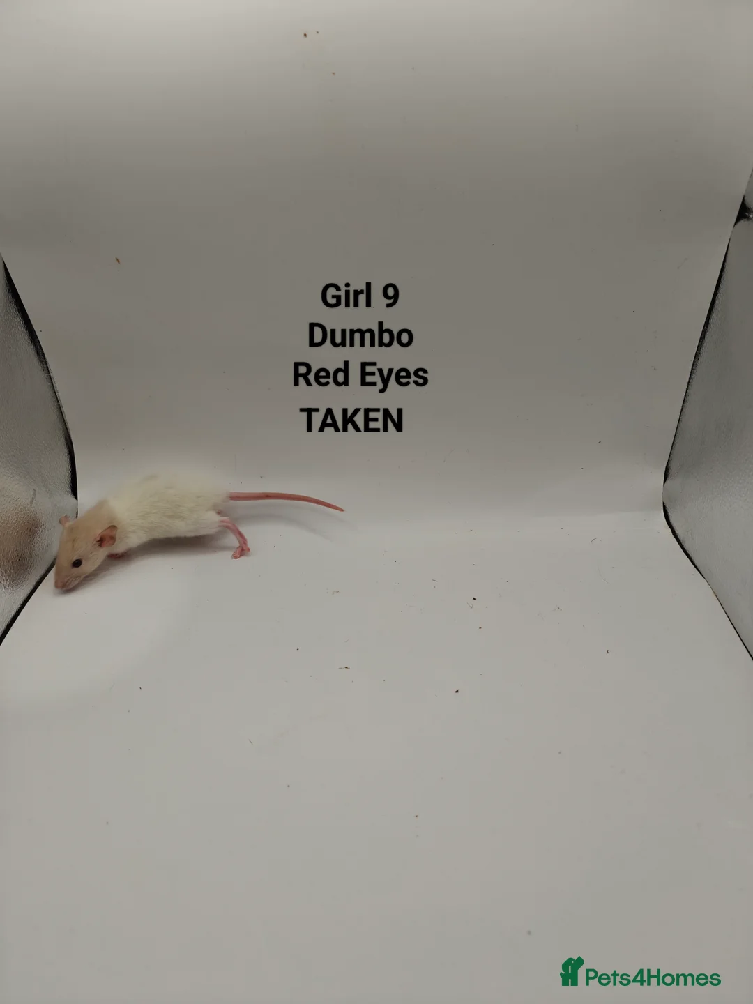 Rat rodents for sale: NOV: 18 Rats (2 Rats: 2 Girls Left) - Advert 16