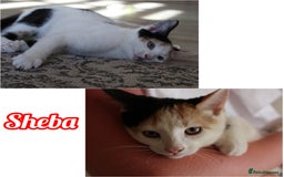 British Shorthair cats for sale: 2 Bundles of Joy!! Ready now!! - Image 5