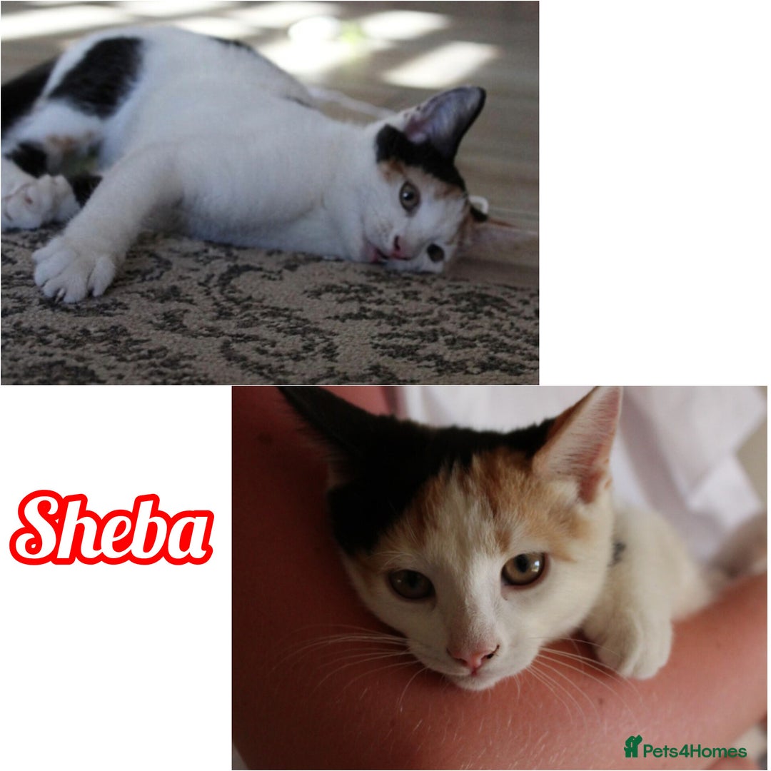 British Shorthair cats for sale: 2 Bundles of Joy!! Ready now!! - Image 5