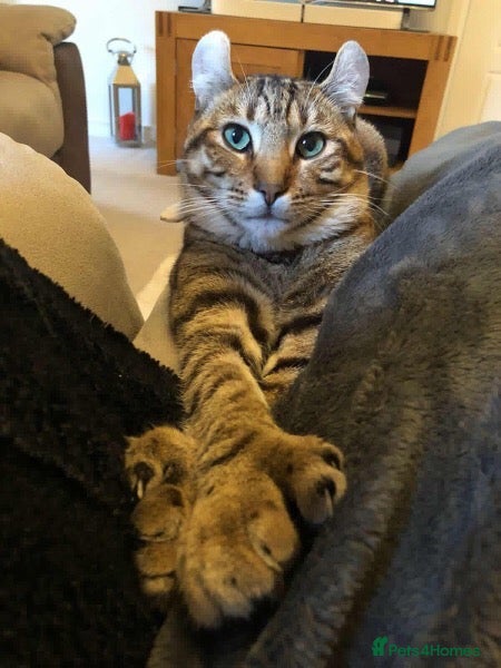 Keetso cats Stunning wild looking polydactyl curl ear keetsos  - Advert 2