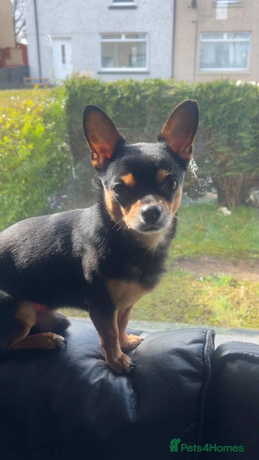 Chihuahua dogs for sale: 4 year old Chihuahua - Advert 1