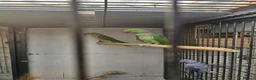 Mixed Breed birds for sale: Alexandraine  - Advert 7