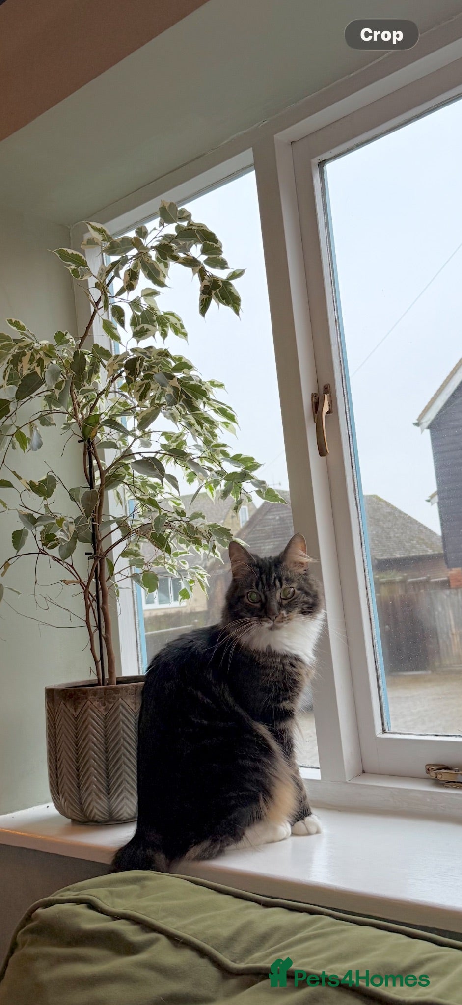 Mixed Breed cats ‘Ottis’ 2 yr old for loving rehome - Advert 2