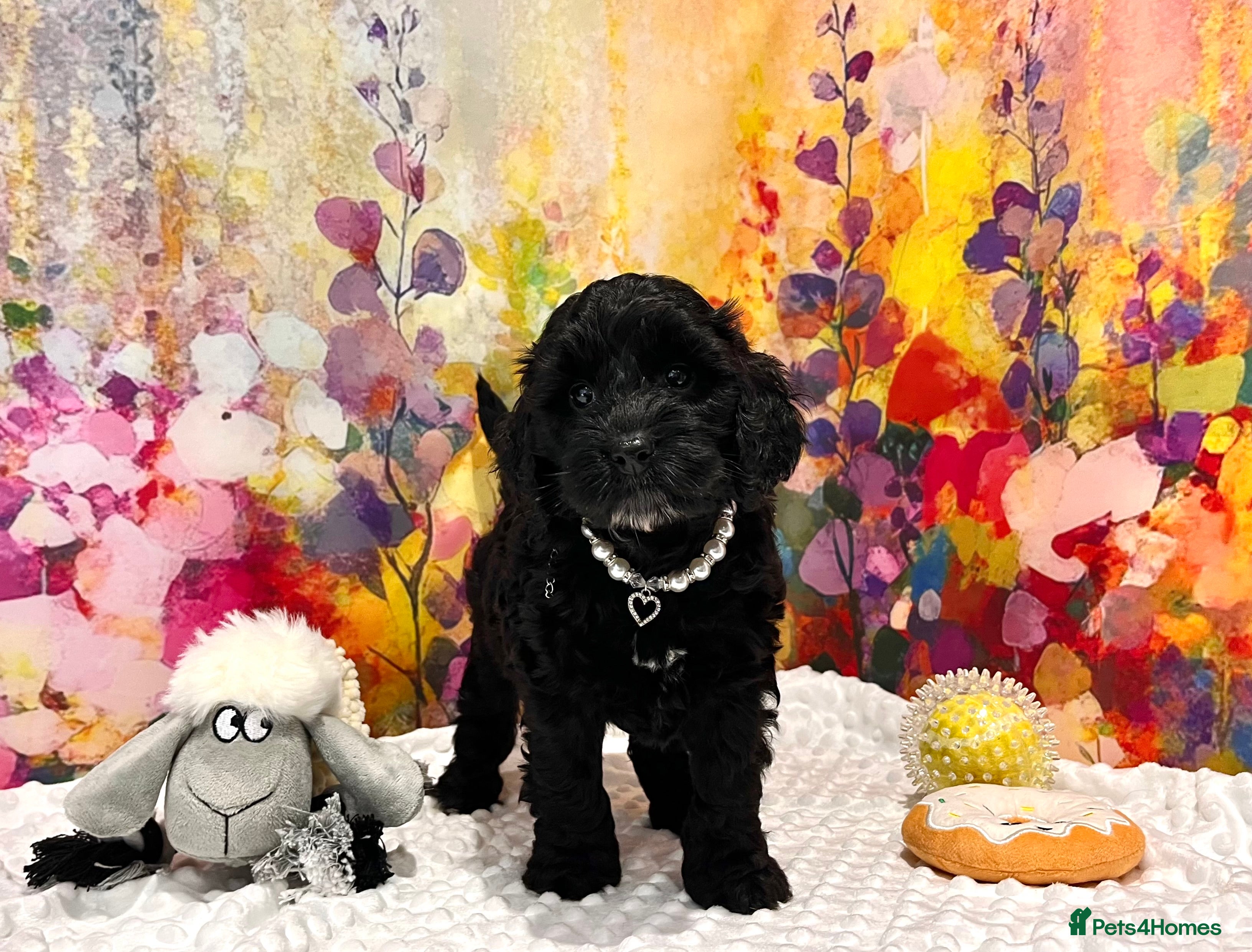 Cockapoo dogs 🏆CHAMPION LINES🌟 SHOWTYPE Miniature F1 Cockapoos in Torquay - Advert 1